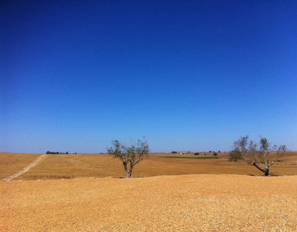Beja